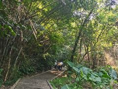 -火炉山森林公园