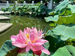 -广州莲花山旅游区