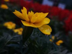 -金贝儿(嘉陵路店)