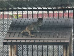 -深圳野生动物园