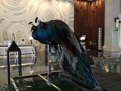 -西双版纳融创皇冠假日度假酒店