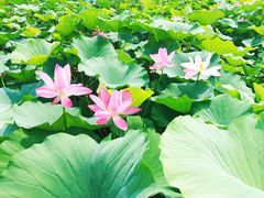 -滕州微山湖红荷湿地景区