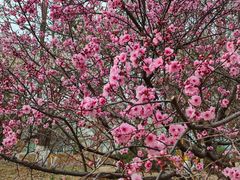 -北京鹫峰国家森林公园