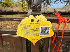 -千年银杏谷文化旅游区