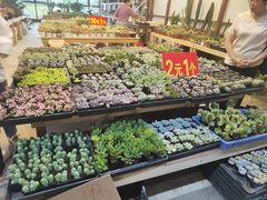 -三圣花乡旅游区