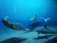 -美国自然历史博物馆