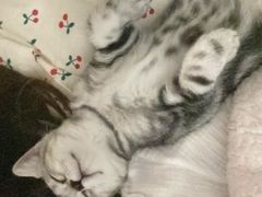 -lincat·猫舍(广州店)