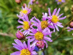 -白草畔自然风景区