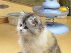 -帕帕拉兹宠物(亚洲旗舰店)