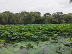 -北陵公园