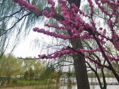 -大兴滨河森林公园