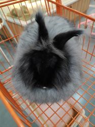 -Moni星球萌宠·小马宝莉·灵蛇·高端高阶全萌宠互动体验俱乐部(红豆国际广场店)