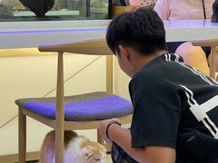 -喵园·猫主题咖啡厅·撸猫·猫咖(国贸店)