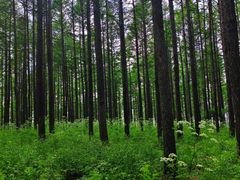 -塞罕坝国家级自然保护区