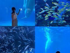 -海合安成都极地海洋公园