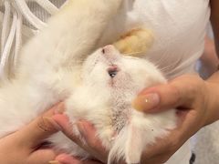 -楼上猫咖(罗湖店)