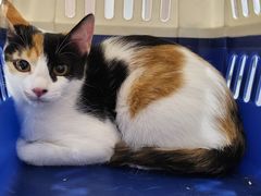 -派特宠物医院(圆融广场店)