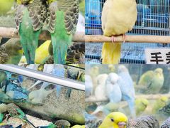 -青石桥花鸟鱼虫市场(叠翠城店)