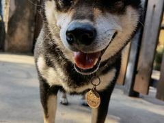 -柴犬高等学院·狗咖·柴犬售卖·宠物训练