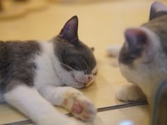 -momokira米努特·德文卷毛猫·棉花面纱犬