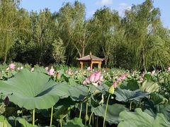 -太阳宫公园