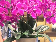 -花锦堂·隐庐