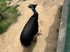 -西霞口神雕山野生动物世界