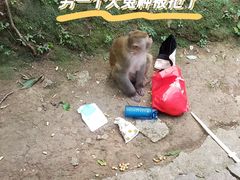 -黔灵山公园