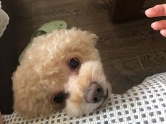 -美联众合宠物医院·爱萌分院·内外科·猫科中心