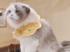 -滚猫咖啡·猫咖·猫友好撸猫(未来城店)