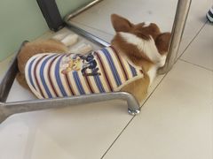 -怪兽屋·羊驼·猫咖·狗咖(俊华广场店)