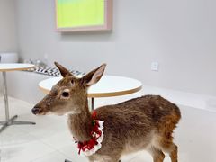 -怪兽屋·羊驼·猫咖·狗咖(俊华广场店)