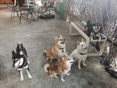 -柴犬高等学院·狗咖·柴犬售卖·宠物训练