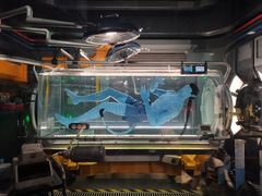 -奥兰多迪士尼动物王国乐园