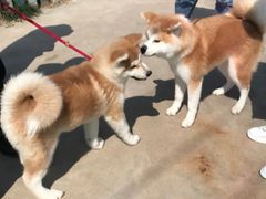 -趣玩宠物乐园寄养训犬训狗游泳池