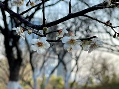 -玉树公园