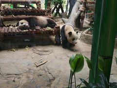 -灵玲国际马戏城