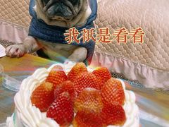 -锦时动物奶油蛋糕(茂业东方时代店)