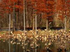 -昆山城市生态森林公园