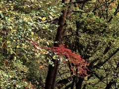 -五女峰国家森林公园