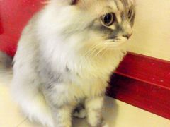 android_upload_pic-萌喵宠狗爱心宠咖
