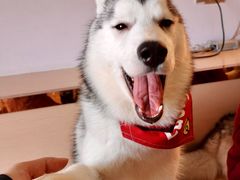 -Husky Go! 哈士奇体验馆·宠物咖啡厅狗咖