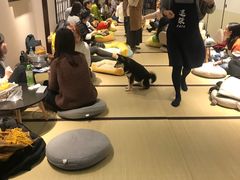 -逗柴咖啡屋·狗咖猫咖宠物桌游