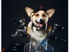 -超宠爱宠物摄影-Super pet
