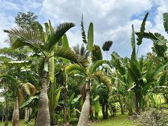 -中国科学院西双版纳热带植物园