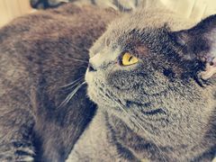 -海边的猫和咖啡馆