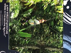 -清迈丛林飞跃 JungleFlight