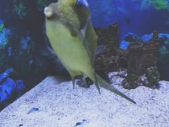 -芜湖新华联大白鲸海洋公园