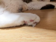 -飞行喵MR PILOT|猫舍·猫咖(静安大融城店)