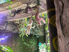 -正佳雨林生态植物园
